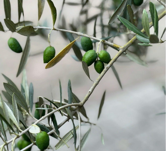Žalios alyvuogės iš Kalamatos regiono – natūralus graikiškas skonis tavo stalui.